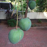 Black Andrews Mango Live Plant (Mangifera indica) Fruit Live Plant (Home & Garden)