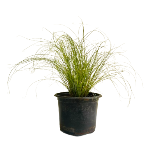 Mexican Feather Grass - Ornamental Plant Live Plant (Home & Garden)