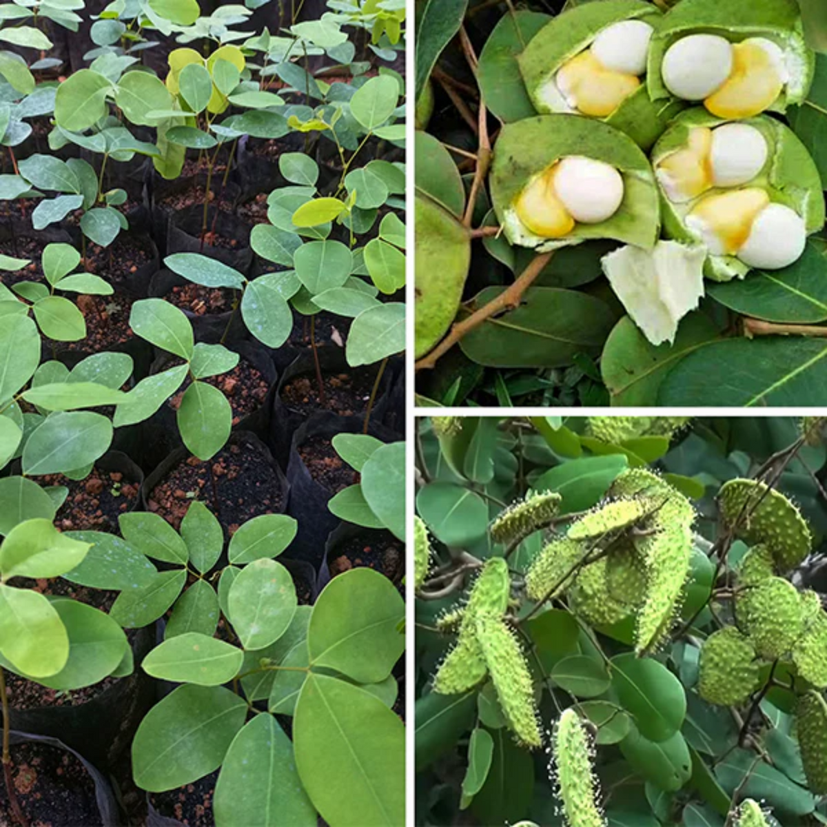 Kor Koh Fruit (Sindora Siamensis) Seedling Fruit Plant (Home & Garden Plants)