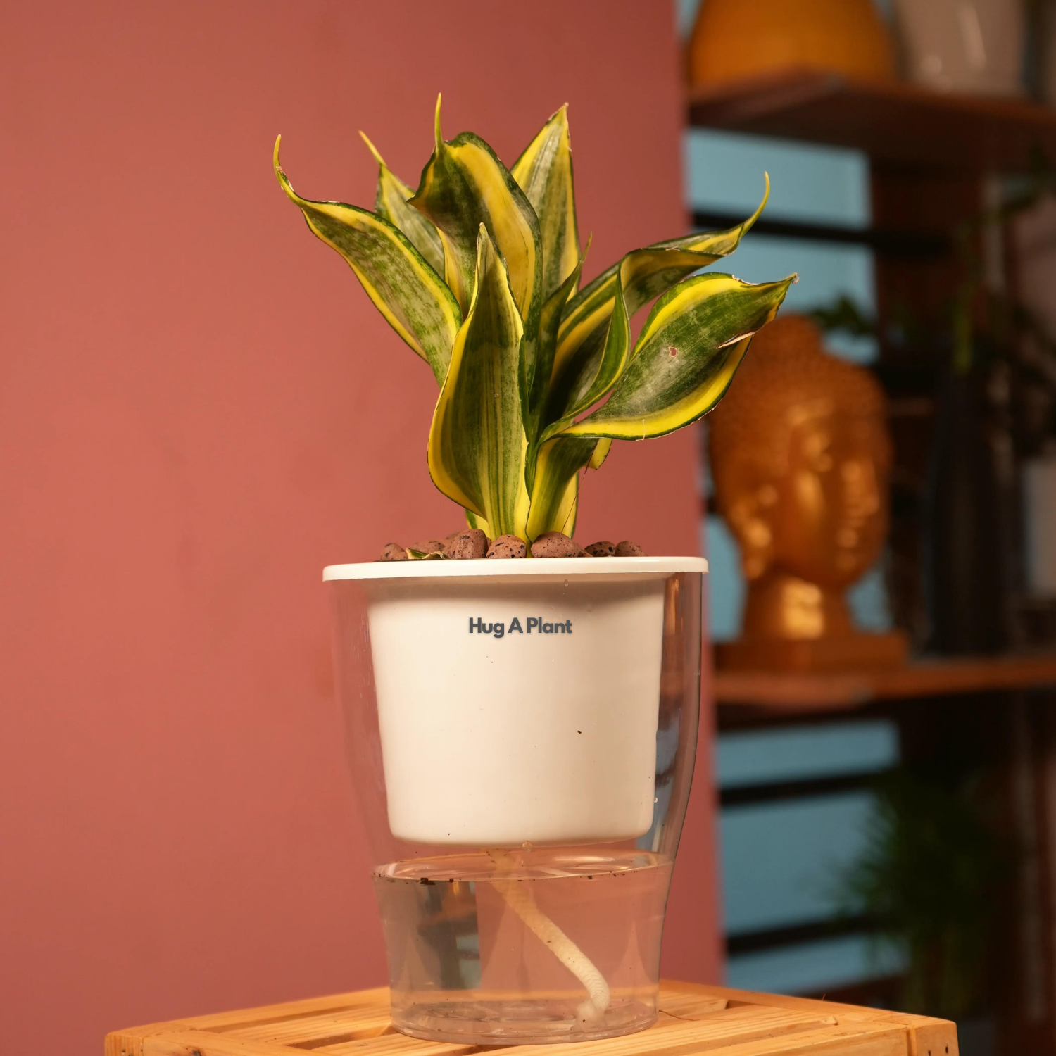Sansevieria Crooked / Snake Plant (Dracaena trifasciata)- Live Plant (With 5 Inch Self-Watering Pot & Plant)