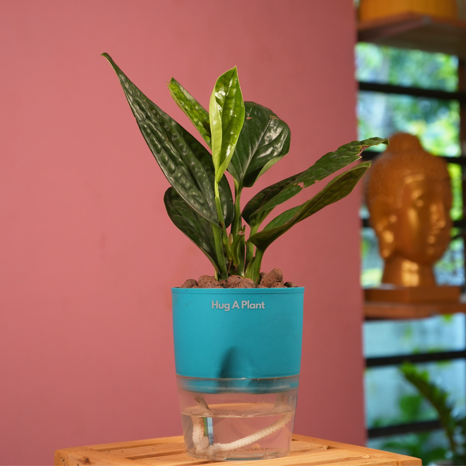 Monstera Peru (Monstera karstenianum)- Live Plant (With 4 Inch Self-Watering Pot & Plant)