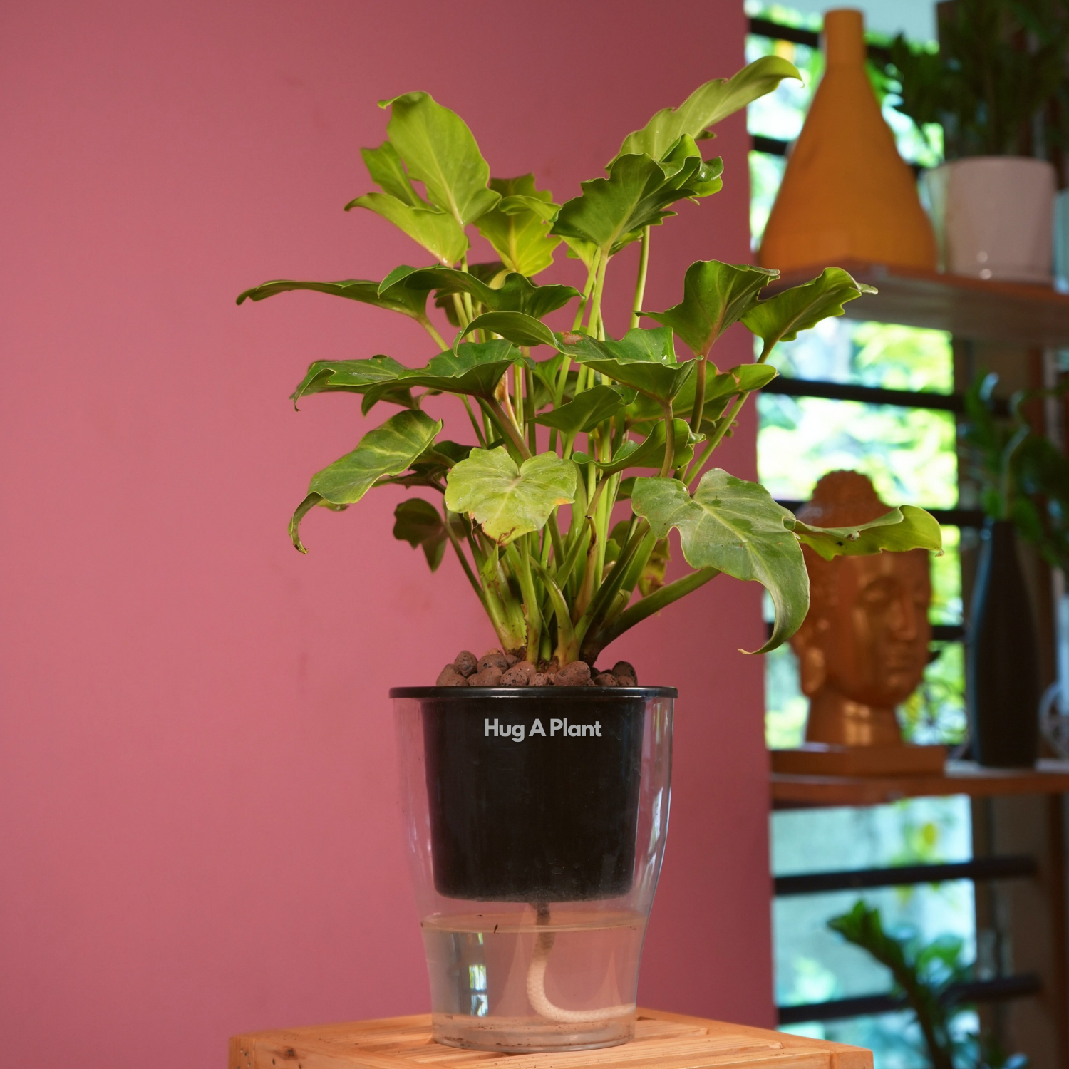 Philodendron Xanadu Golden (Thaumatophyllum Xanadu)- Live Plant (With 5 Inch Self-Watering Pot & Plant)