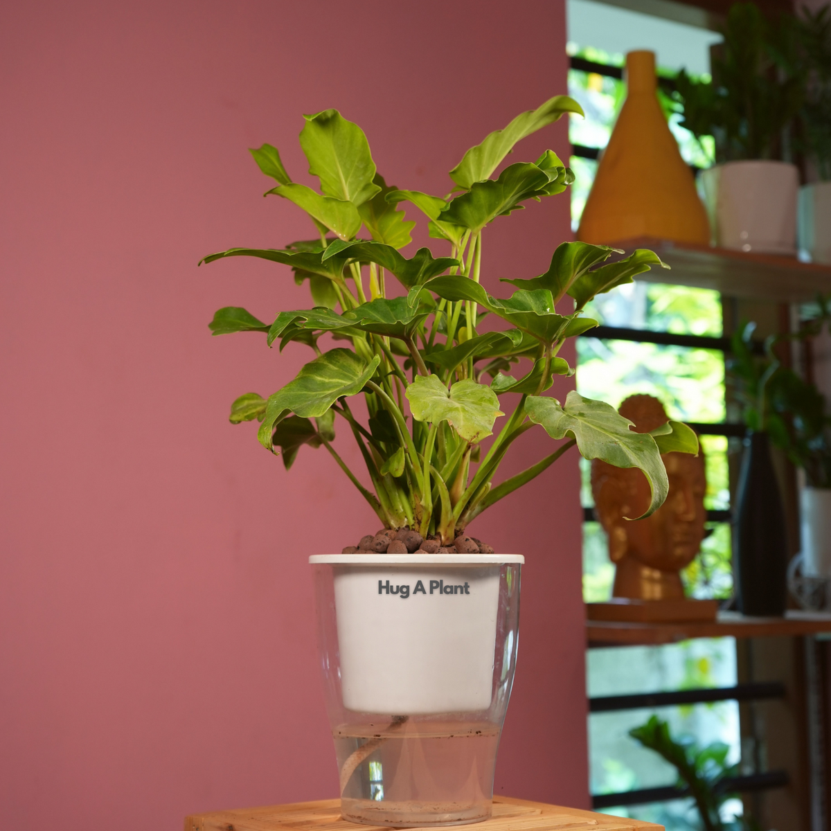 Philodendron Xanadu Golden (Thaumatophyllum Xanadu)- Live Plant (With 5 Inch Self-Watering Pot & Plant)