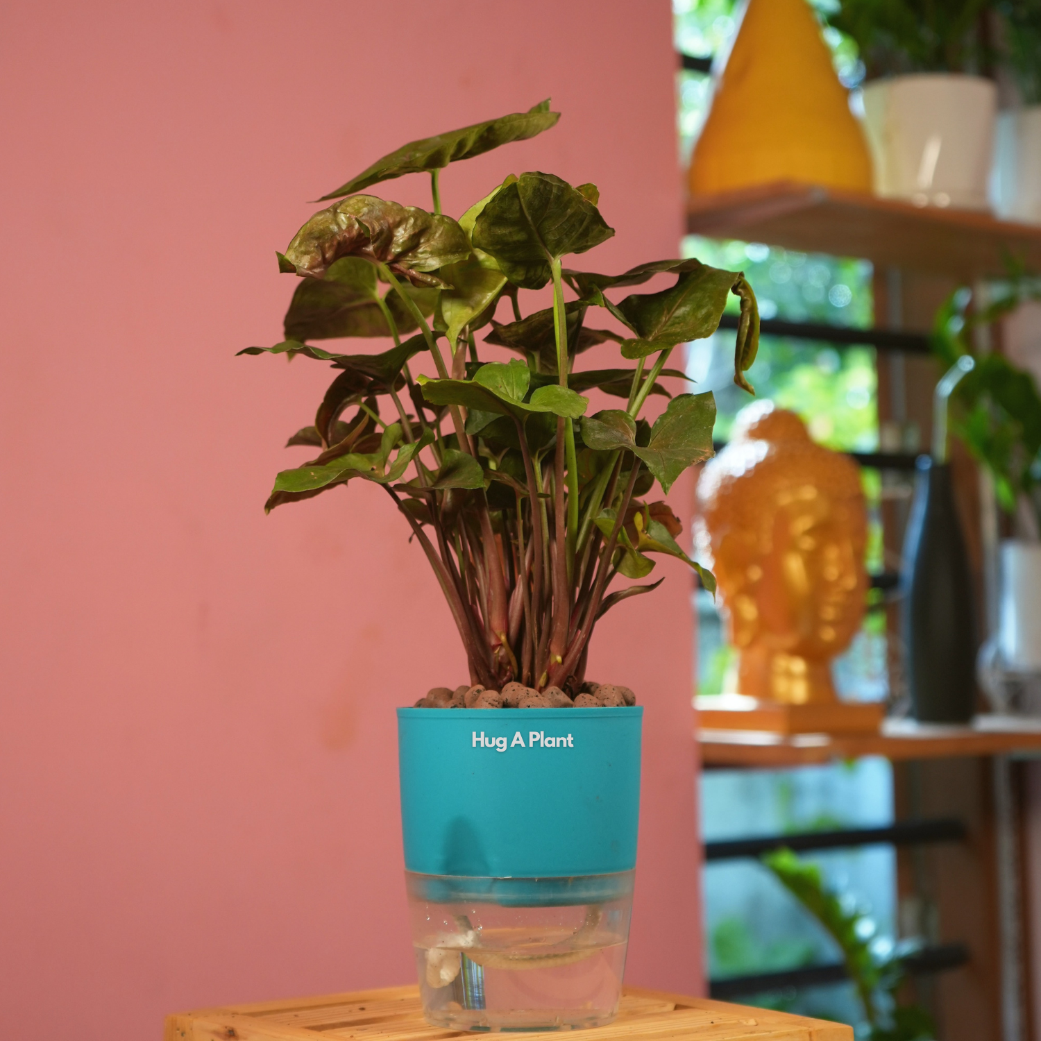 Syngonium Red Plum Plant (Pink veins) - Live Plant (With Self-Watering Pot & Plant)