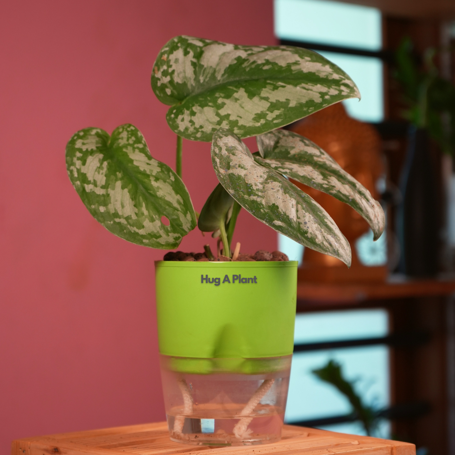 Silver Pictus / Silver Satin Pothos - Live Plant ( 4 Inch With Self-Watering Pot & Plant)
