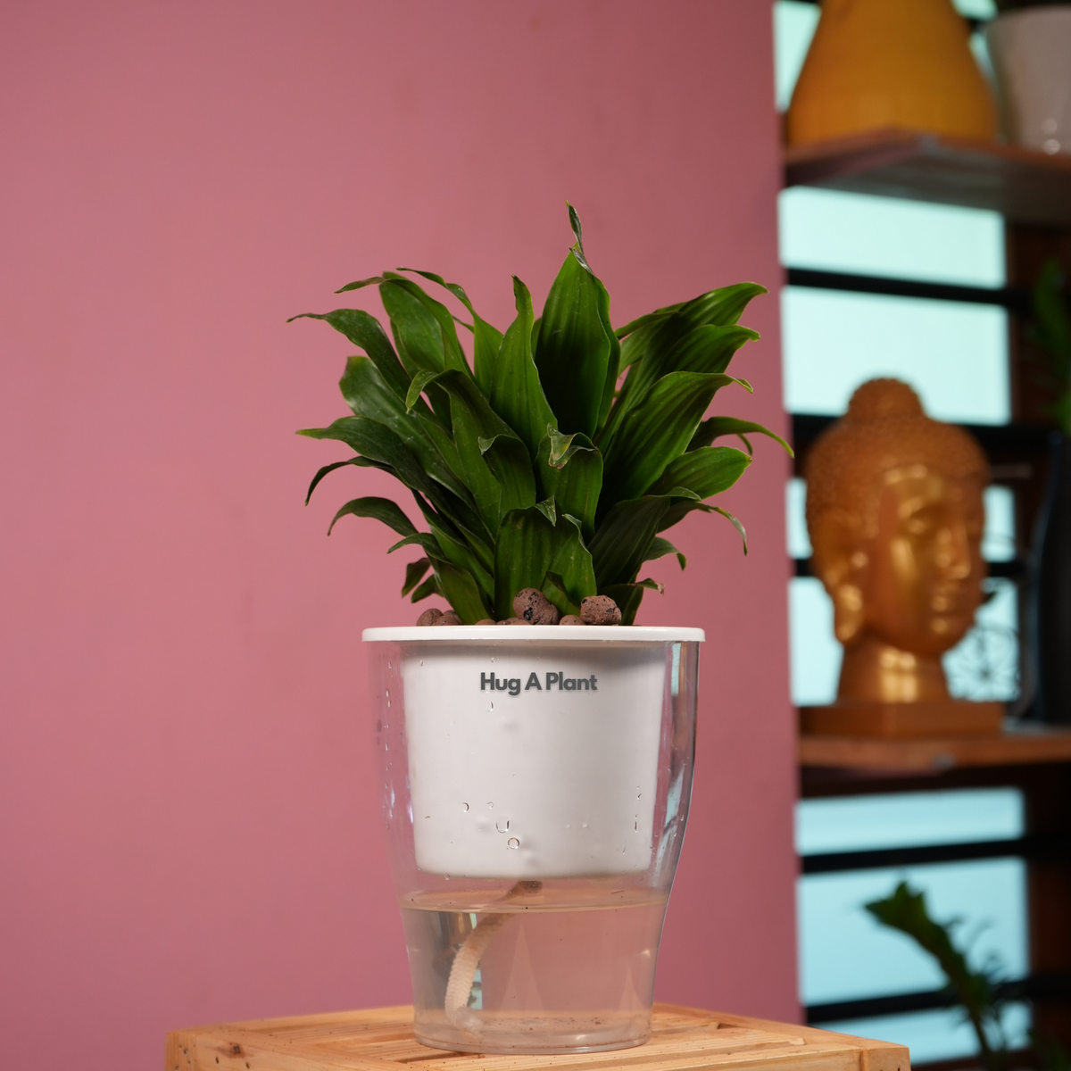 Dracaena Compacta - Live Plant (With 5 Inch Self-Watering Pot & Plant)