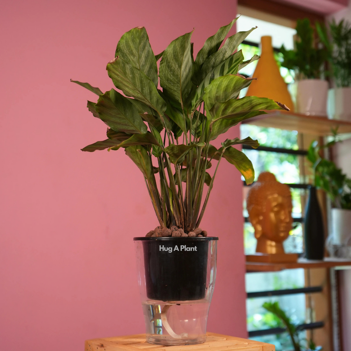 Calathea Freddie / Peacock Plant- Live Plant (With 5 Inch Self-Watering Pot & Plant)