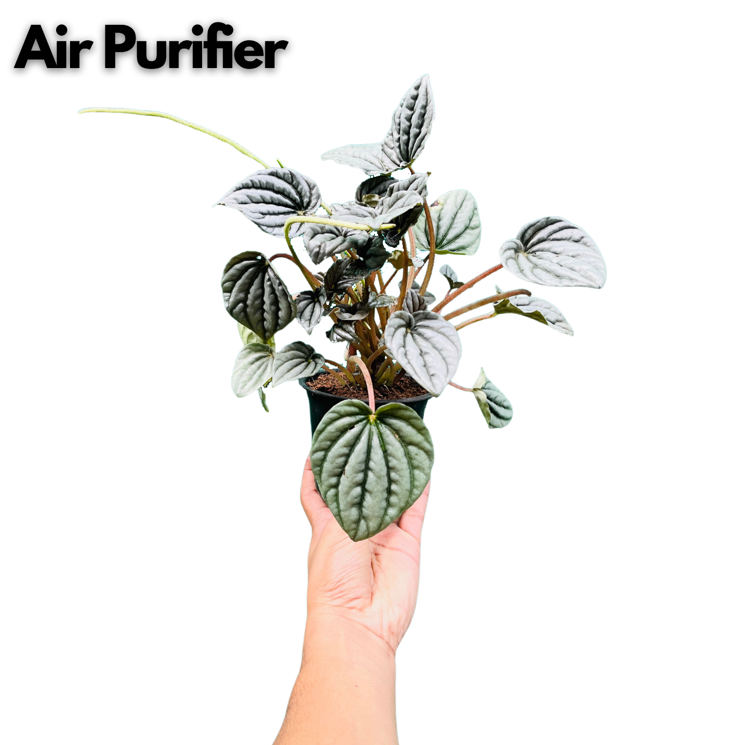 Peperomia Metallic- Live  Plant (Home & Garden)