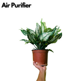 Aglaonema Snow White (Big) (Aglaonema Costatum) - Live Plant  (Home & Garden)