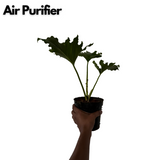 Philodendron Selloum Green - Live  Plant  (Home & Garden)