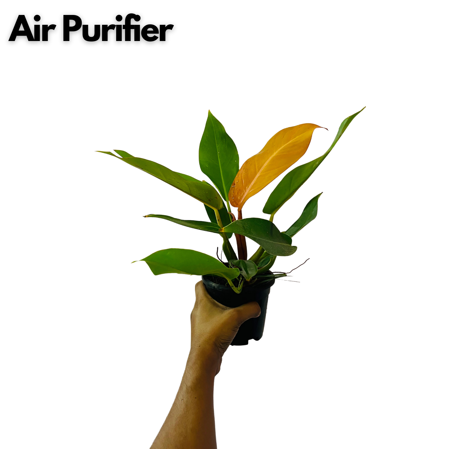 Philodendron "Prince Of Orange" - Live Plant in 5Inch Pot (Home & Graden)