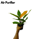 Philodendron "Prince Of Orange" - Live Plant in 5Inch Pot (Home & Graden)