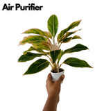 Aglaonema Pink Aurora - Live Plant in Small Pot