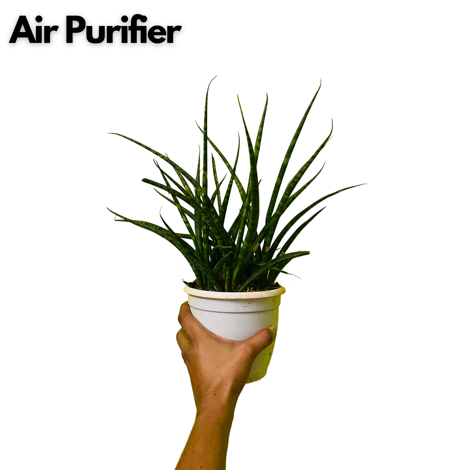 Mikado  (Sansevieria bacularis) - Live Snake Plant For Indoor (Home & Garden)