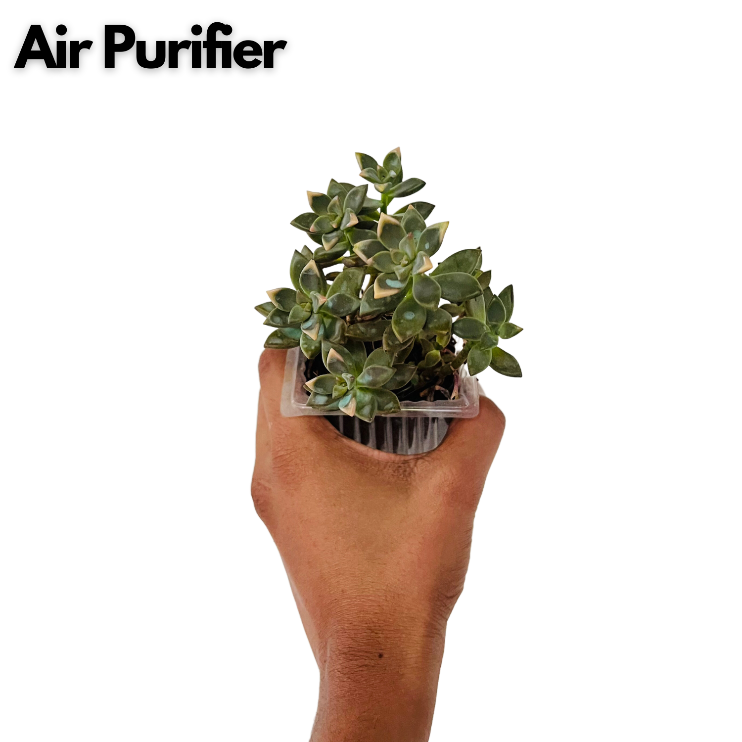 Graptosedum Succulent Live Plant