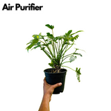 Philodendron Xanadu Green (Thaumatophyllum xanadu)- Live Plant (Home & Garden)