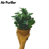 Zamioculcas zamiifolia ƒ??Zenziƒ?? / ZZ Miniature /Dwarf ZZ Plant- Live Plant in 6inch Pot (Home & Garden)