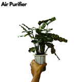 Hydro Calathea / Water Calathea - Live Plant (Home & Garden)