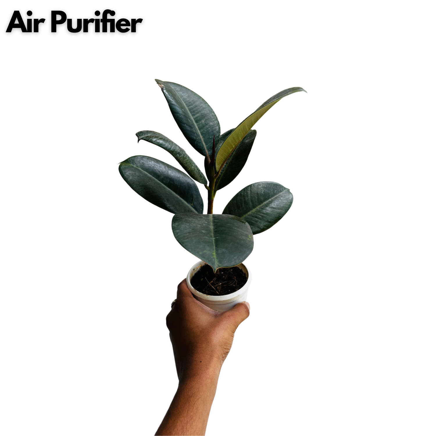 Green Rubber Plant, Ficus elastica - Live Plant  (Home & Garden)