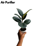 Green Rubber Plant, Ficus elastica - Live Plant  (Home & Garden)