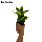 Sansevieria Crooked / Snake Plant (Dracaena trifasciata)- Live Plant in 4inch pot  (Home & Garden)