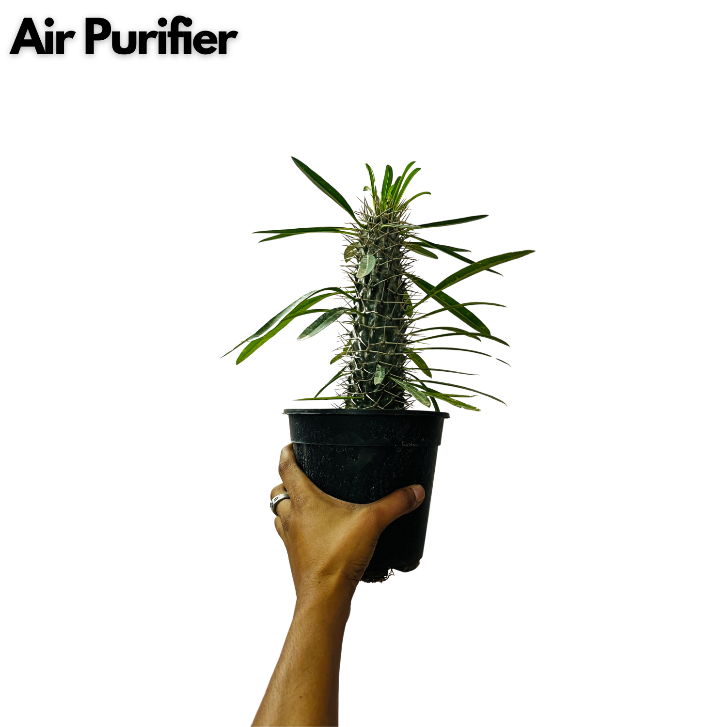 Madagascar Palm Miniature- Live Plant in 6inch Pot (Home & Garden)