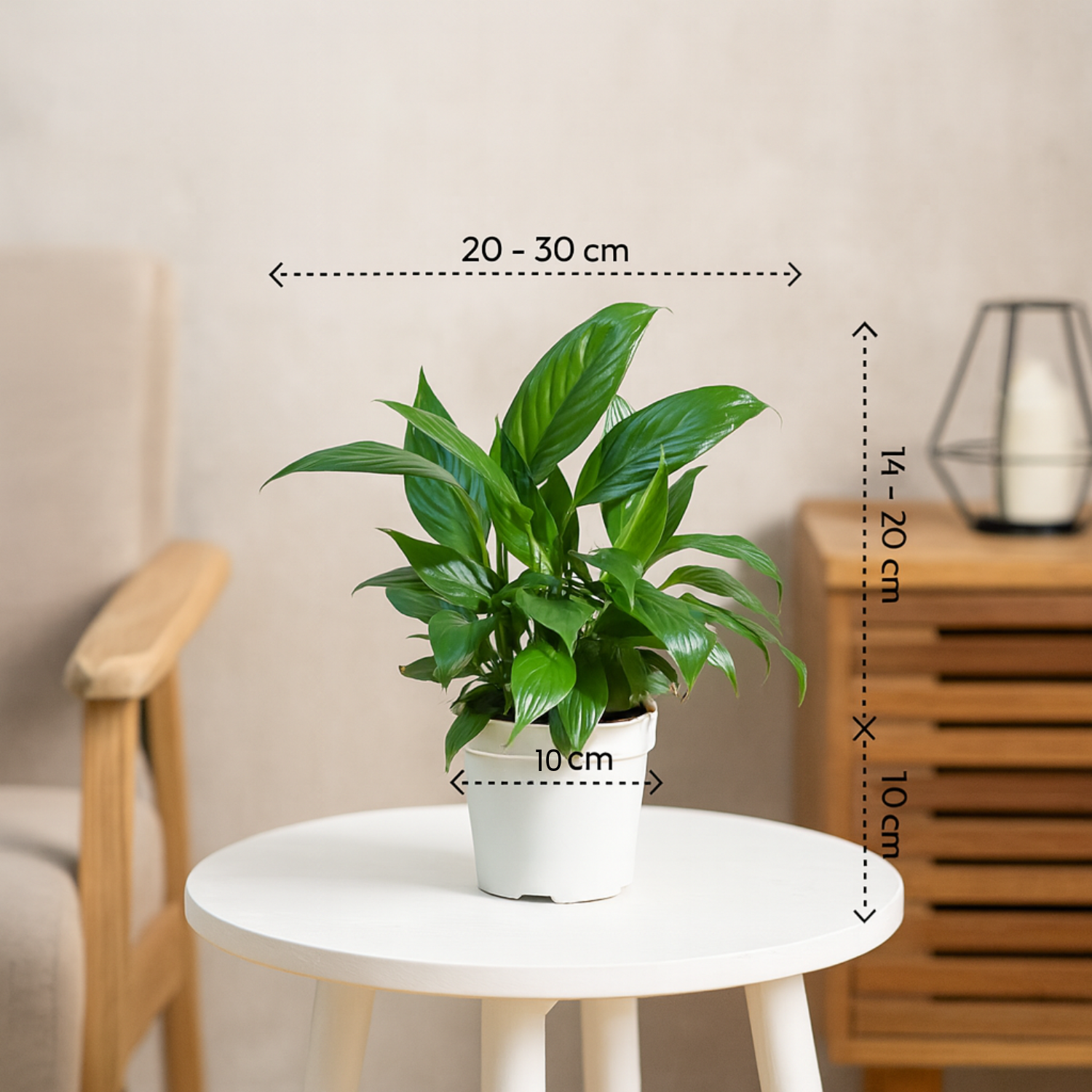 Peace Lily | Indoor Air-Purifying Plant | Flowering Spathiphyllum in 4-Inch Self-Watering Pot | Perfect for Home & Office Décor (Pot Colour May Vary)