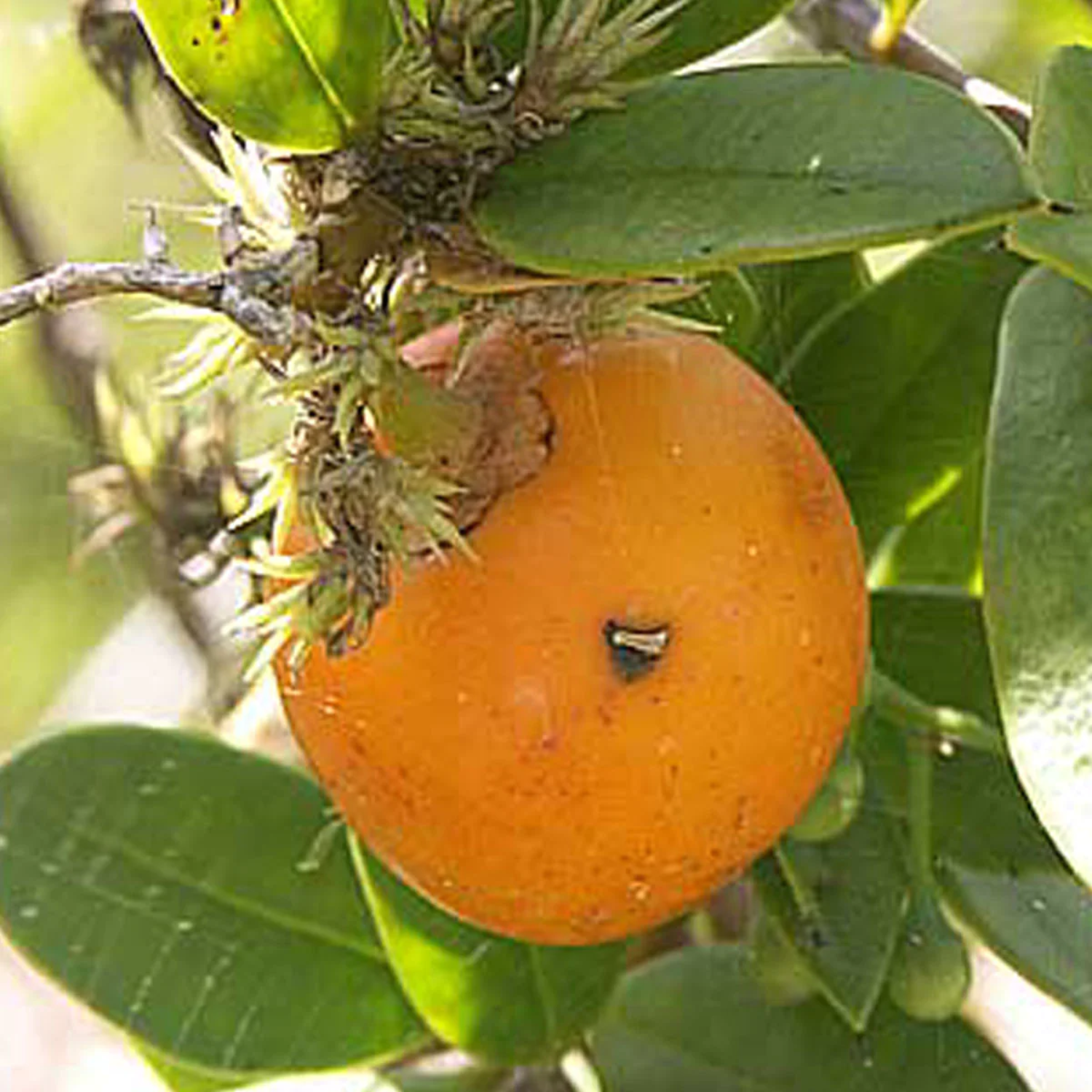 Cuban Mangosteen Fruit (Garcinia Aristata) Seedling Fruit Plant (Home & Garden Plants)