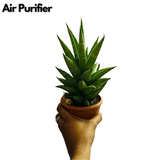 Sansevieria Hybrid Tower - Live Plant (Home & Garden)