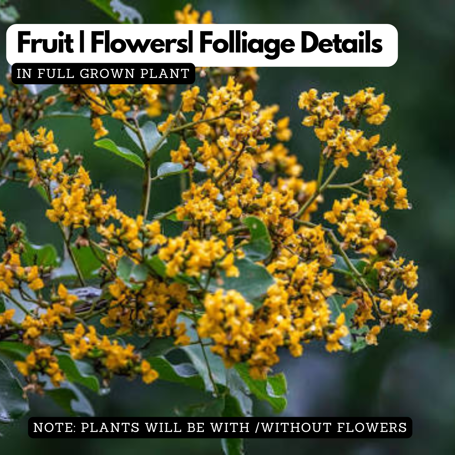 Venga / Indian Kino Tree (Pterocarpus marsupium) Ornamental Live Plant (Home & Garden)