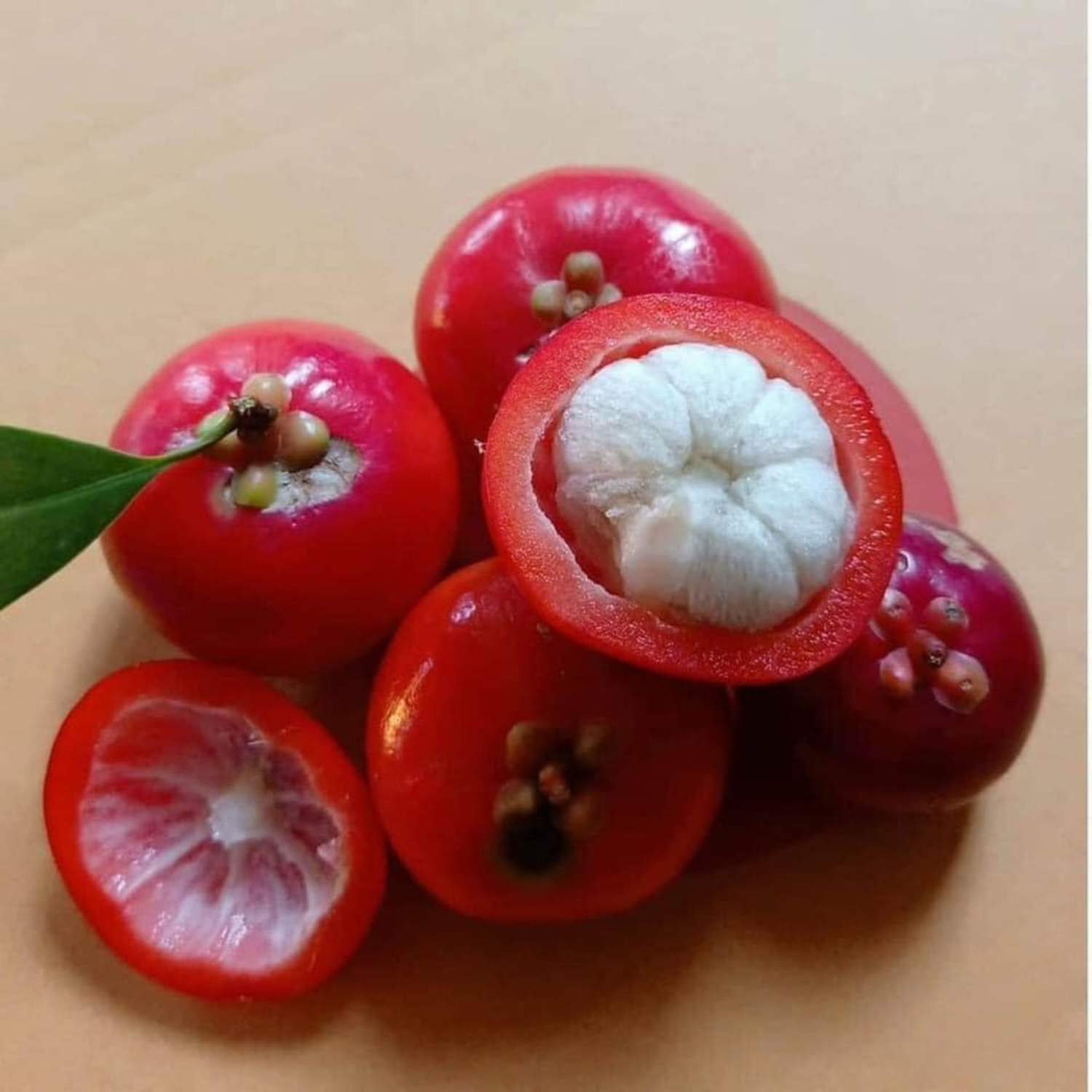 Lanceleaf Garcinia (Garcinia gracilis) Seedling Fruit Plant (Home & Garden Plants)