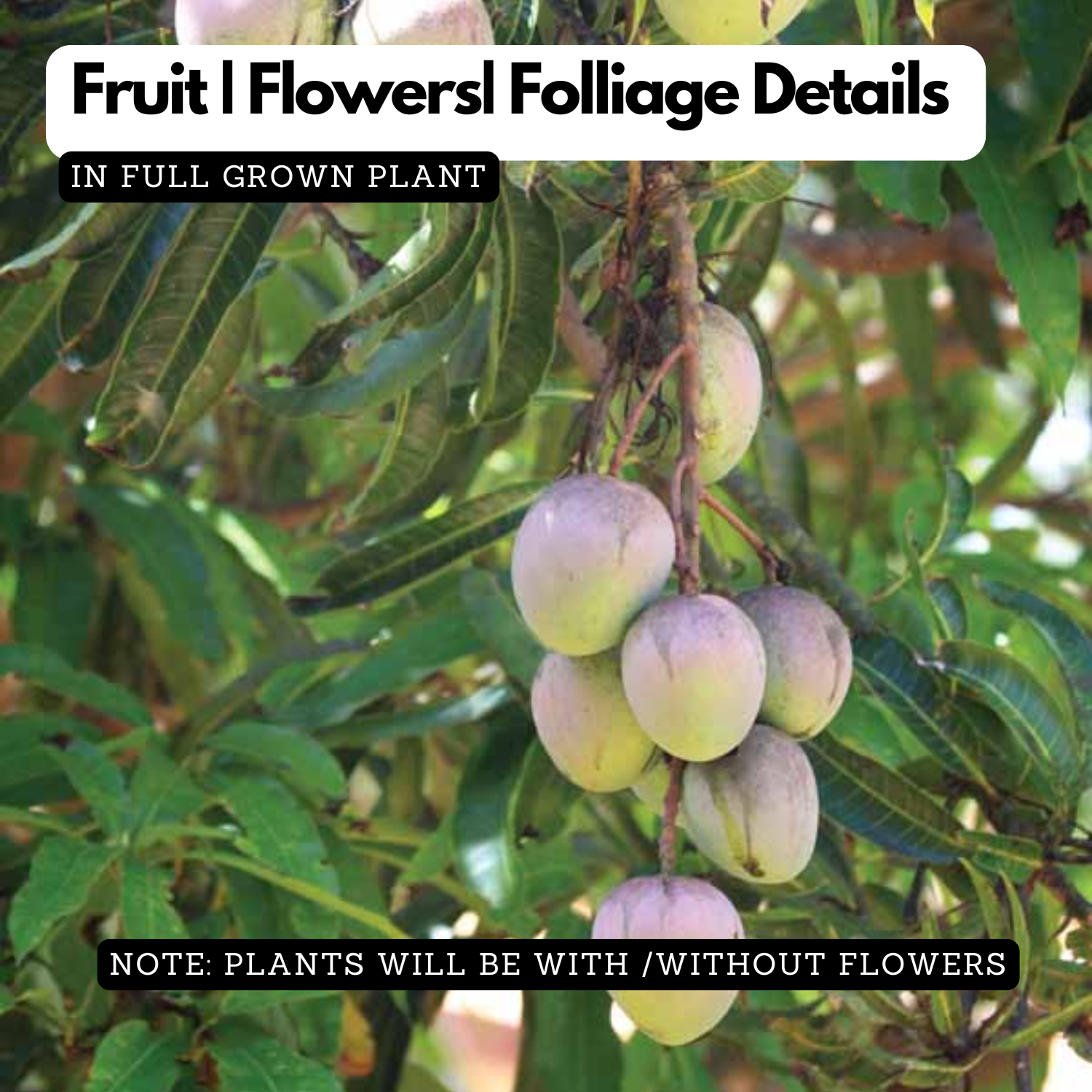 Chakkara Mango  (Grafted) (Mangifera indica) Fruit Live Plant (Home & Garden)