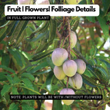 Chakkara Mango  (Grafted) (Mangifera indica) Fruit Live Plant (Home & Garden)
