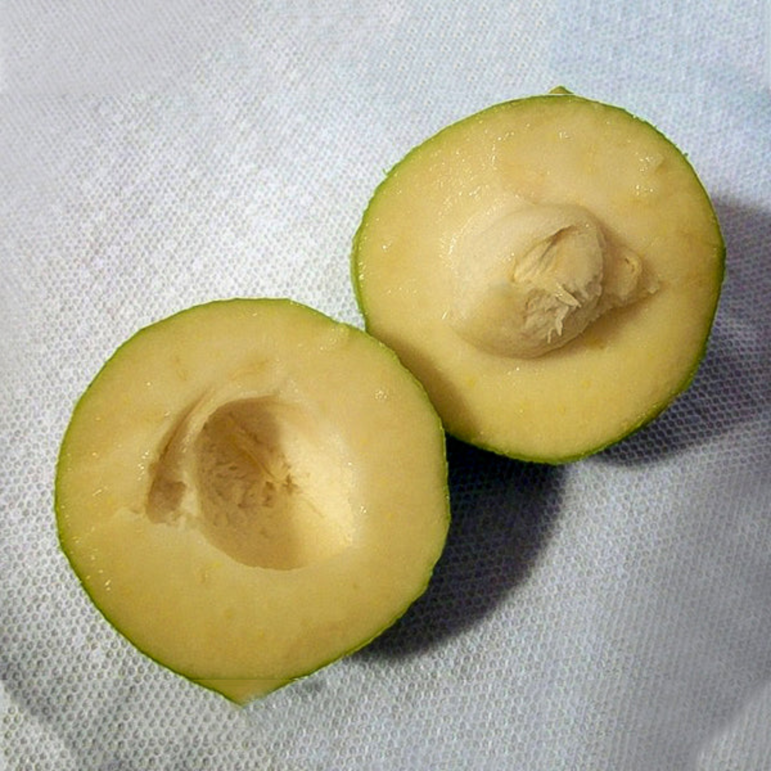 White Sapote Fruit (Casimiroa Edulis) Seedling Fruit Plant (Home & Garden Plants)