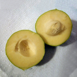 White Sapote Fruit (Casimiroa Edulis) Seedling Fruit Plant (Home & Garden Plants)