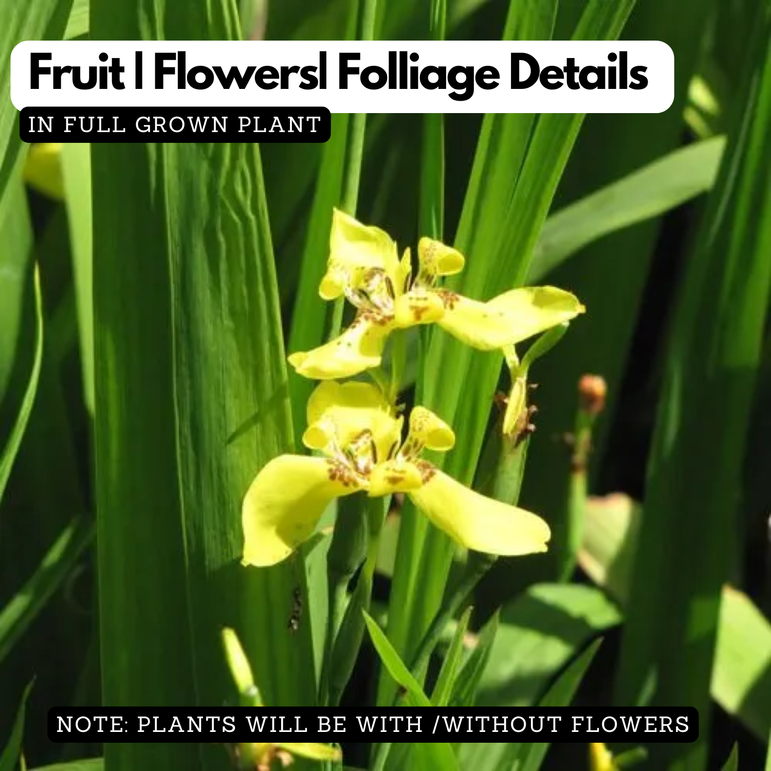 Iris Plant (Iris germanica / Iris spp.) Live Flowering Plant (Home & Garden)