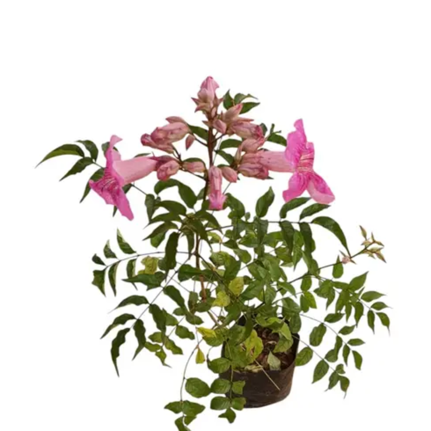 St. John creeper Plant( Podranea ricasoliana.) Live Plant (Home & Garden)