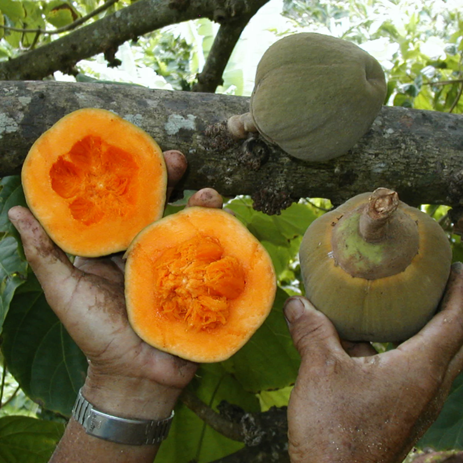 Chupa Chupa Fruit (Quararibea Cordata) Seedling Fruit Plant (Home & Garden Plants)