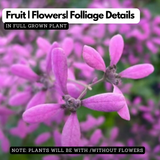 Congea Pink (Wynorg Congea) - Pink Petrea Vine Creeper Flowering/Ornamental Live Plant (Home & Garden)