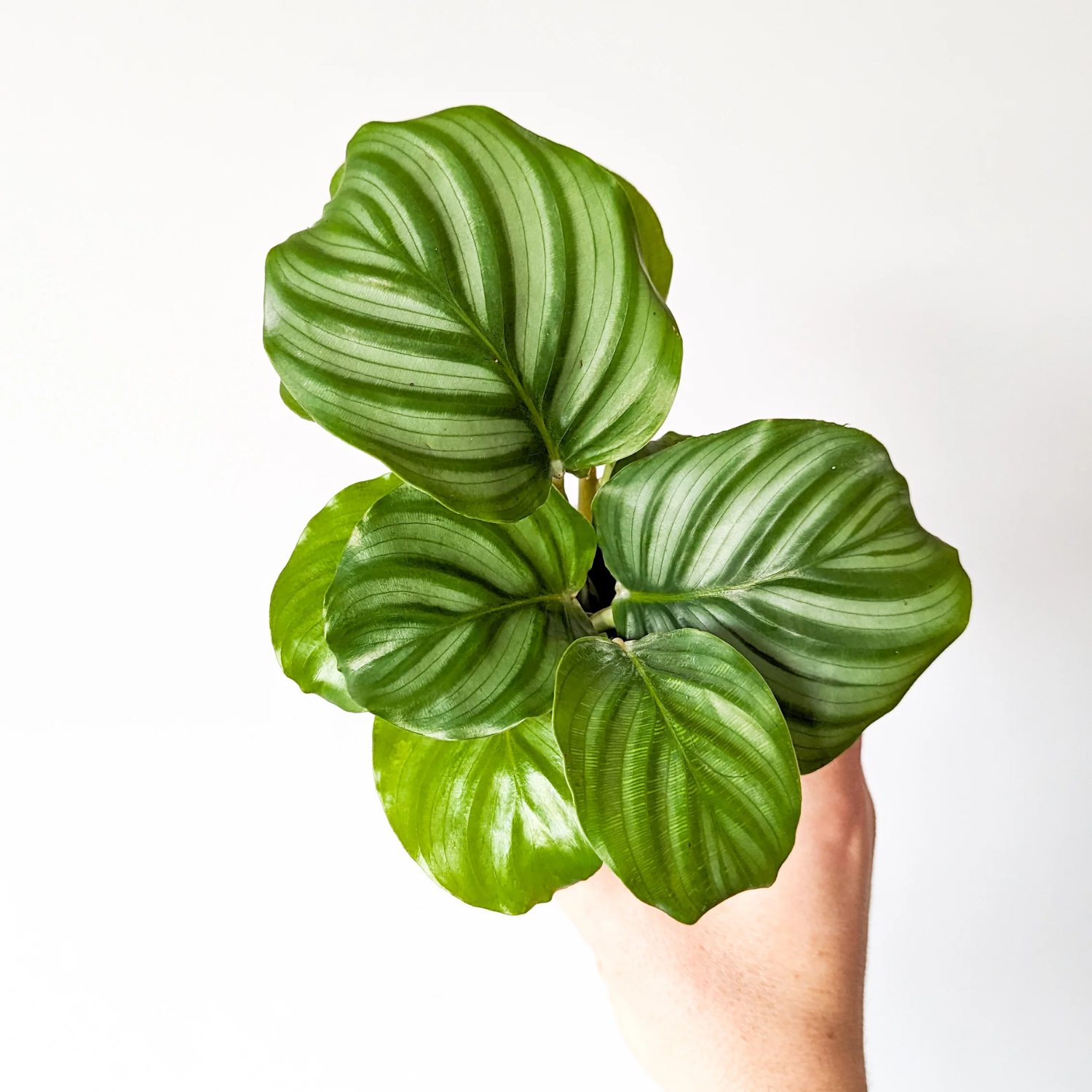 Calathea Obrifolia - Live Plant (H&G)