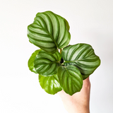 Calathea Obrifolia - Live Plant (H&G)