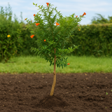 Ornamental Pomegranate (Punica granatum) Fruit Live Plant (Home & Garden)