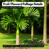 Areaca Nut - Hirehalli dwarf (Areca catechu L)Live Plant (Home & Garden)