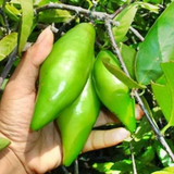 Madan Fruit (Garcinia Schomburgkiana) Fruit Plant (Home & Garden Plants)