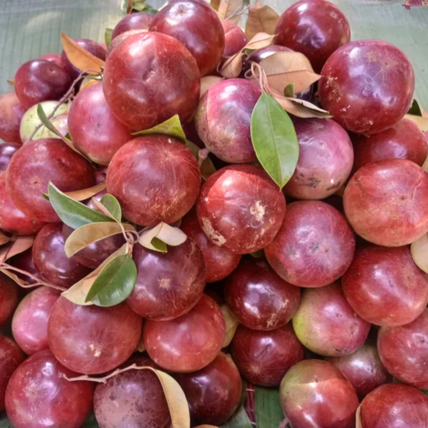 Red Star Apple (Chrysophyllum Cainito) Seedling Fruit Plant (Home & Garden Plants)