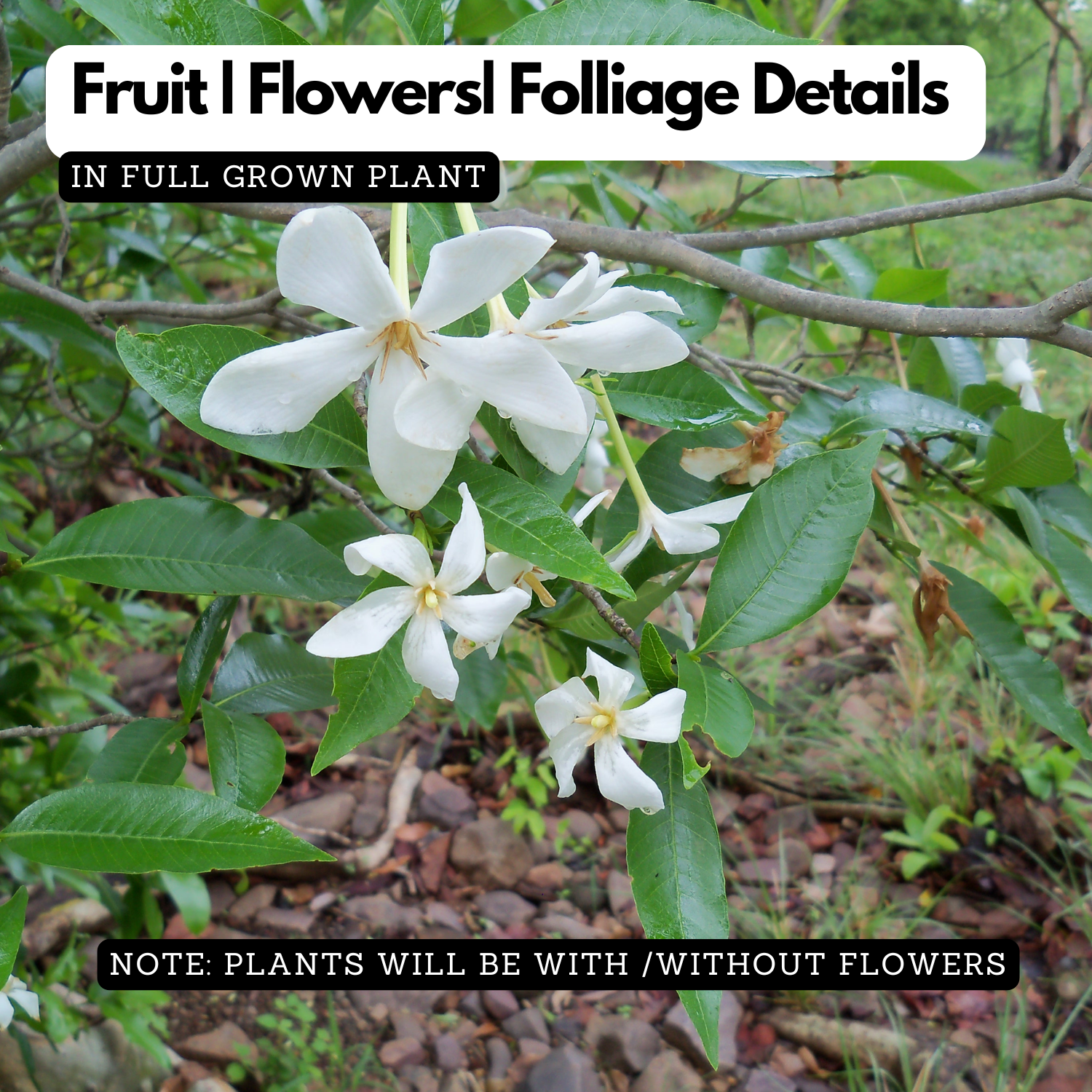Hing Plant (Asafoetida)Gardenia Gummifera Live Plant (Home & Garden)