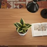 Sansevieria Golden Hahnii (Snake Plant) In 4 Inch Self-watering Pot | Indoor Air-Purifying | Compact & Low-Maintenance | Ideal for Home & Office Décor (Pot Colour May Vary On Availability)