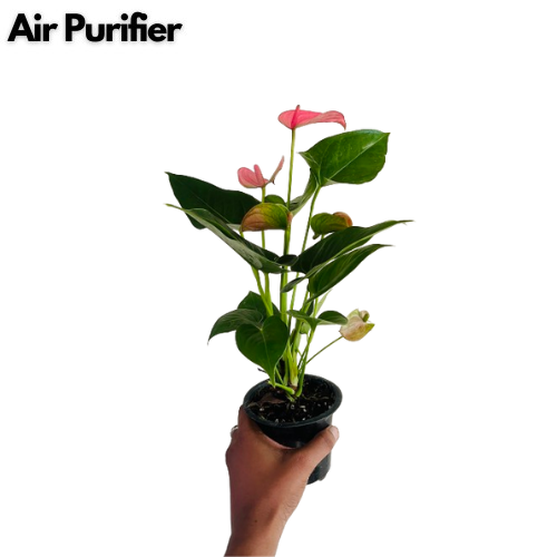 Pink Anthurium (Anthurium andraeanum) Flowering/Ornamental Live Plant (Home & Garden)