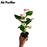 Pink Anthurium (Anthurium andraeanum) Flowering/Ornamental Live Plant (Home & Garden)