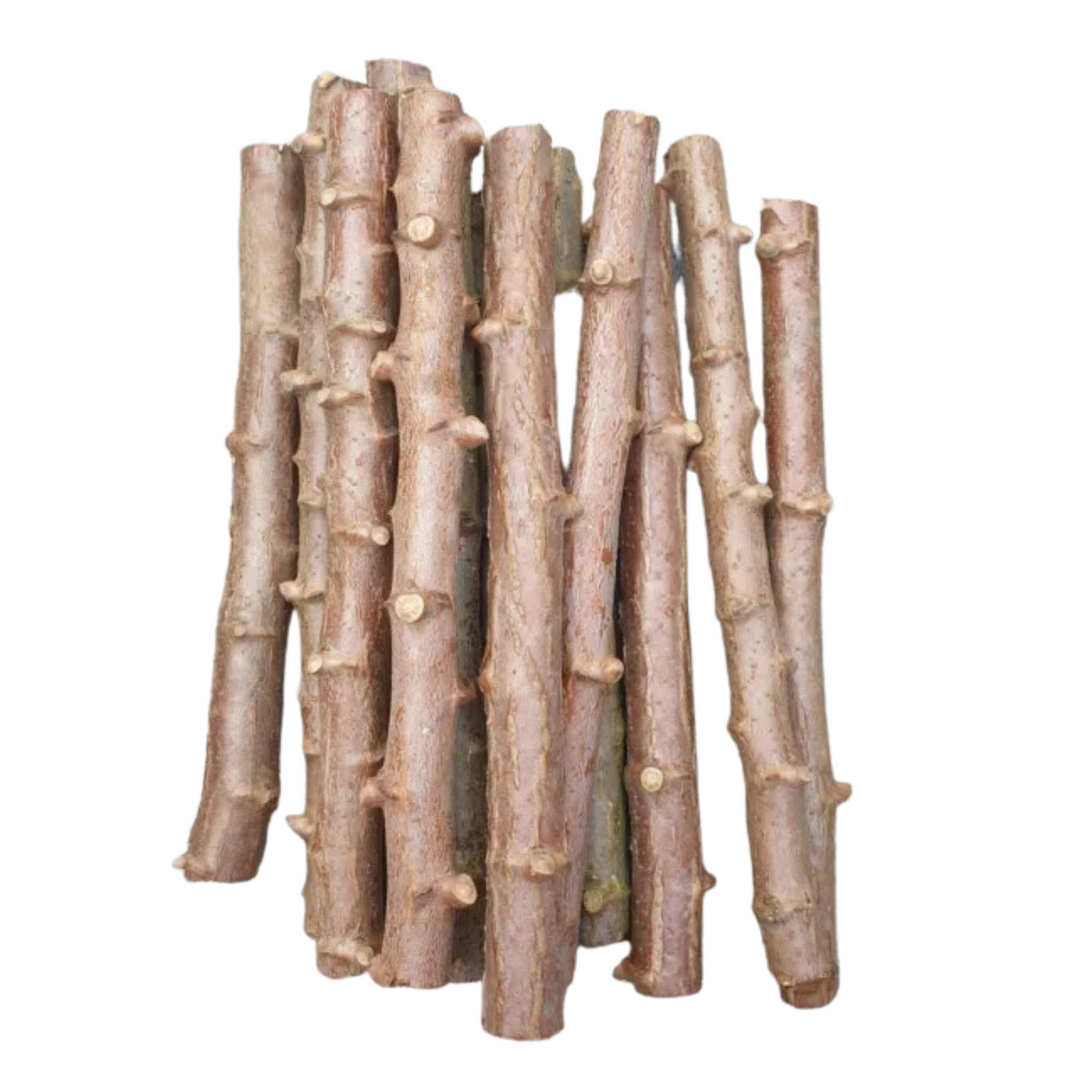 Tapioca Stem Cuttings Live Plant (Home & Garden)